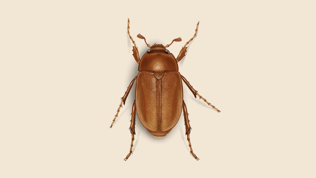June Bug Illustration