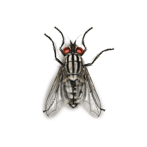 Flesh Fly Facts | Identify Flesh Fly Infestations 
