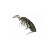 What are Springtails? | How to Identify Snow Fleas