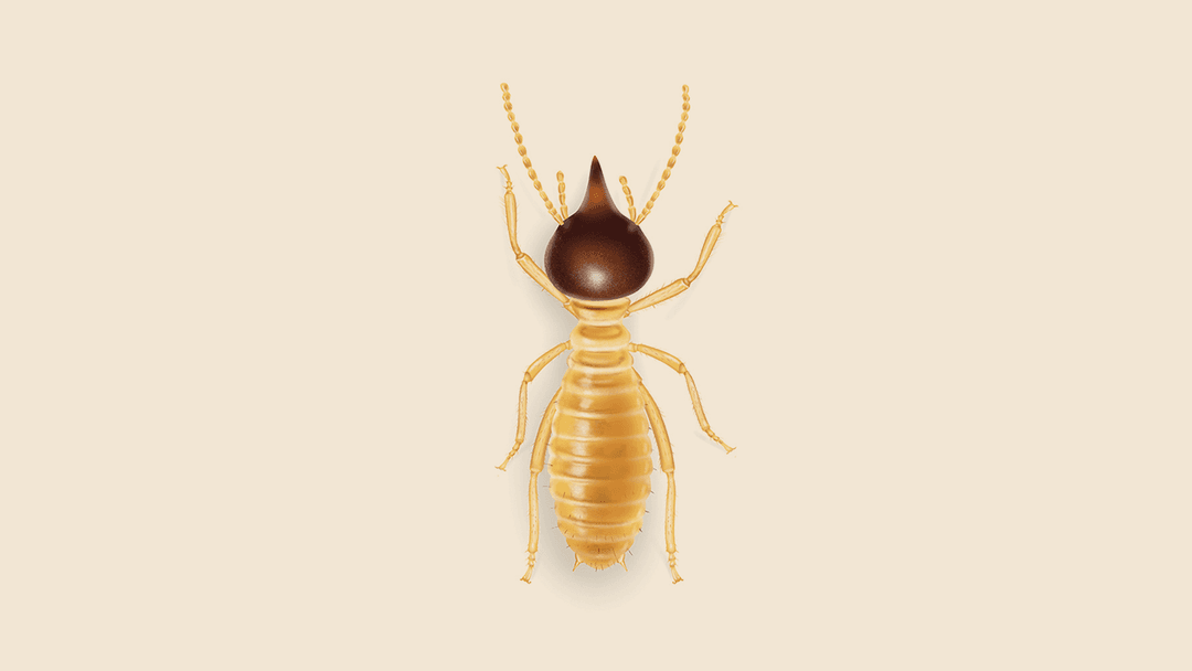 Conehead Termite Illustration