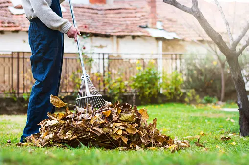 Raking leaves in front of a house