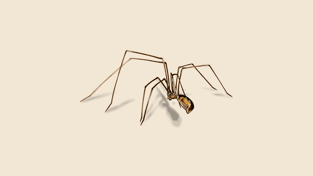 Cellar spider illustration