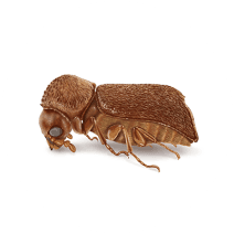 How to Identify Bostrichid Powderpost Beetles
