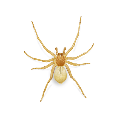 Yellow sac spider illustration