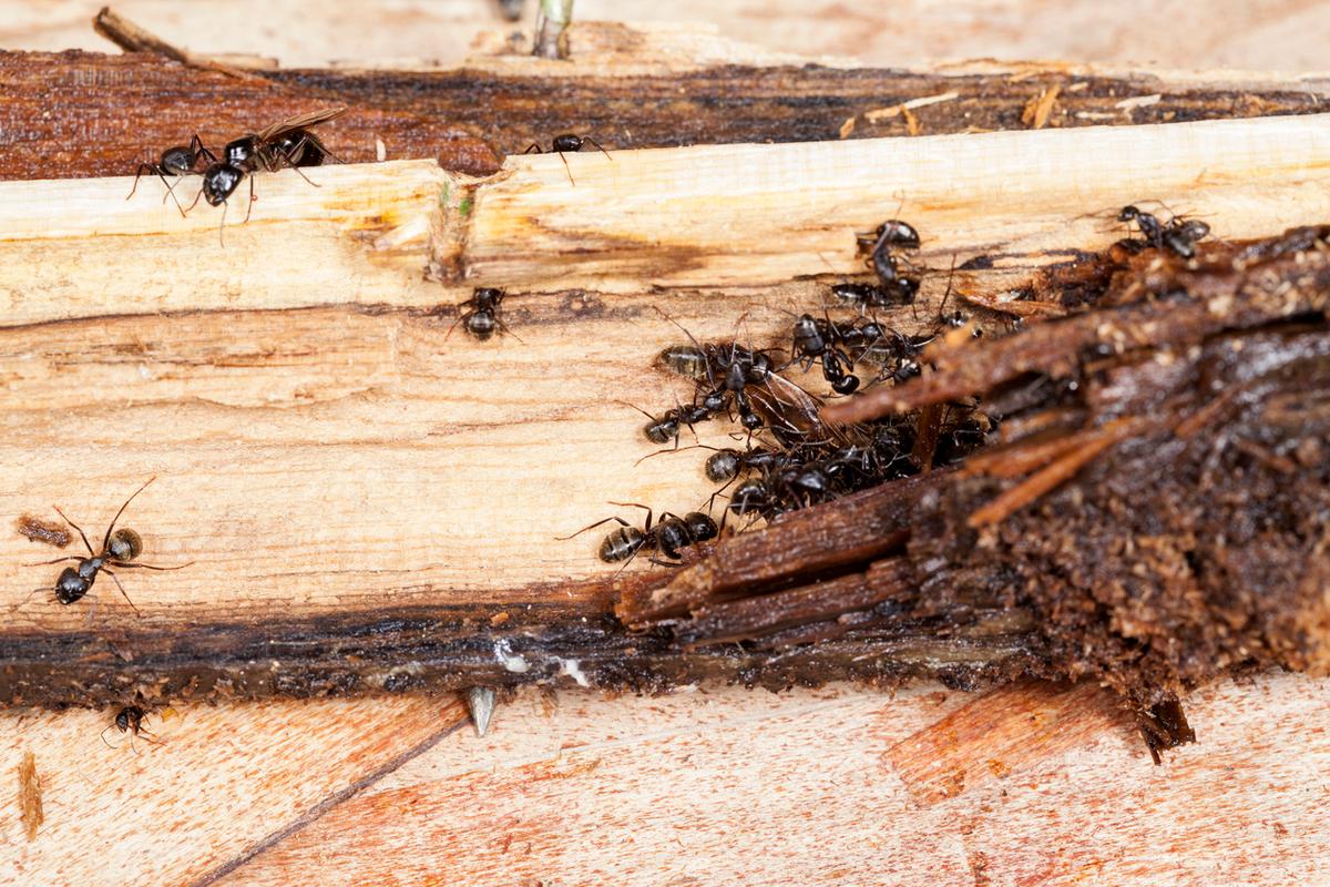 Group of Ants on Wood