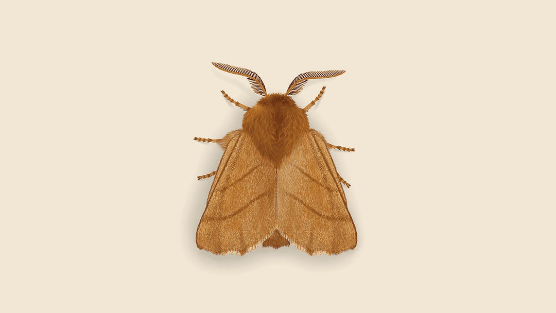 Forest Tent Caterpillar Illustration.