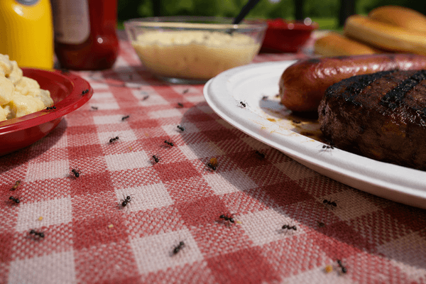 BBQ Ants at Picnic.png