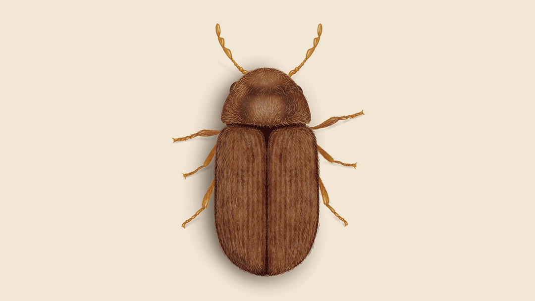 Drugstore Beetle Illustration