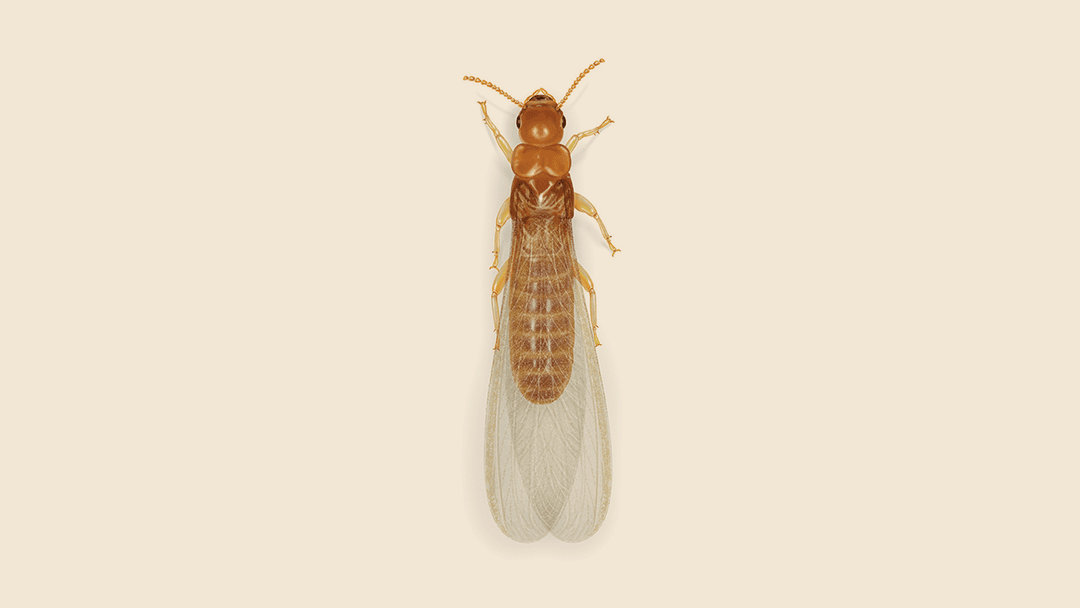 Southeastern Drywood Termite Illustration