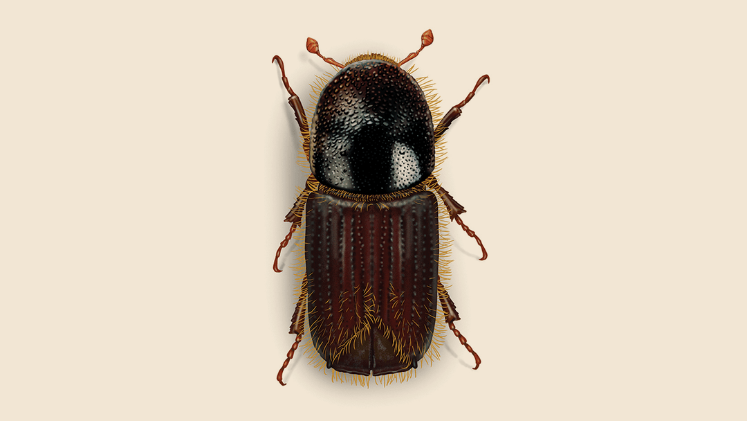 European Spruce Bark Beetle Illustration