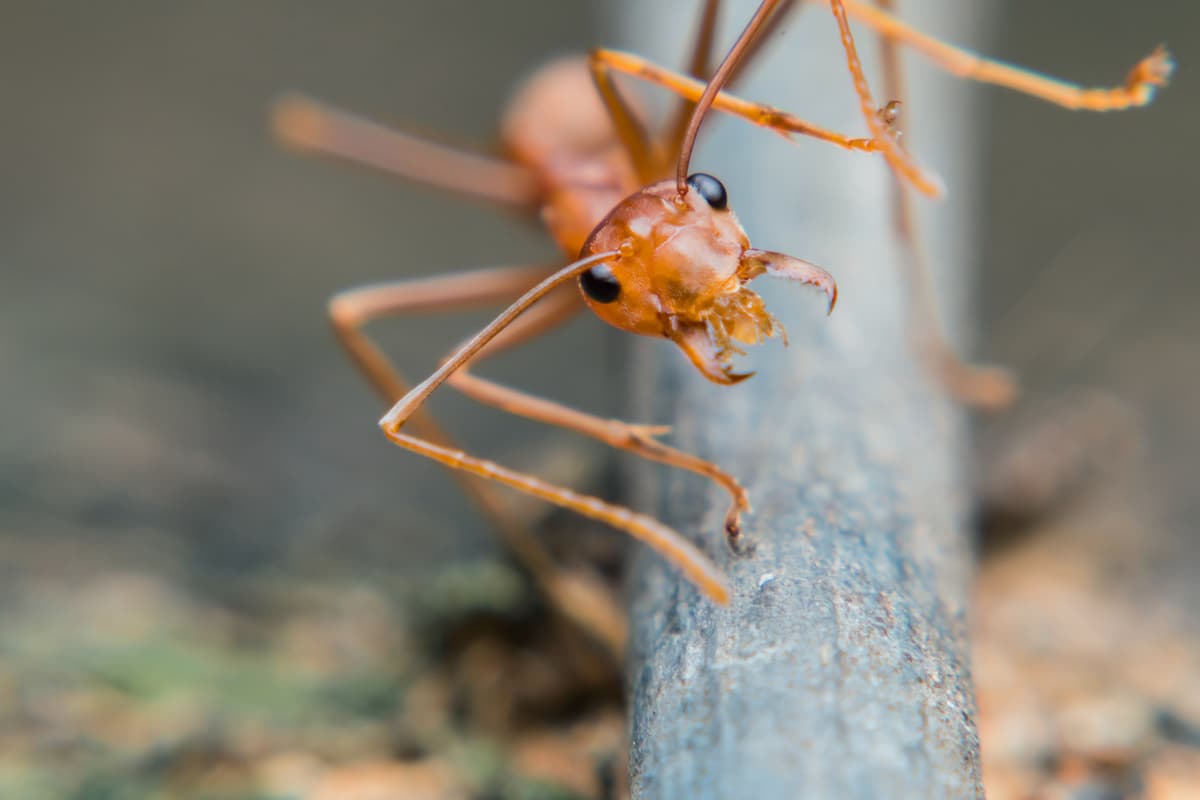Ant with Open Mandible