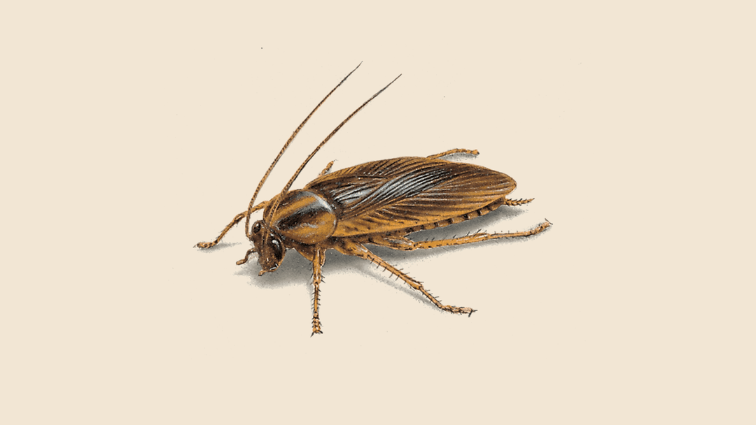 German cockroach illustration