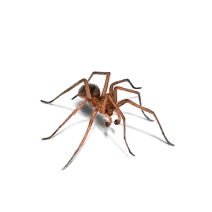 How to Identify and Get Rid of Spiders | Spider Control 
