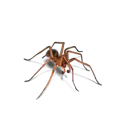 Spider Treatment