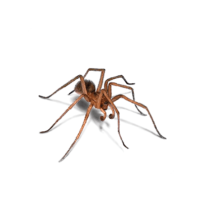 Spider illustration