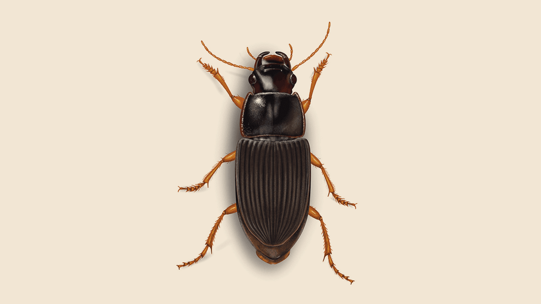 Ground Beetle Illustration