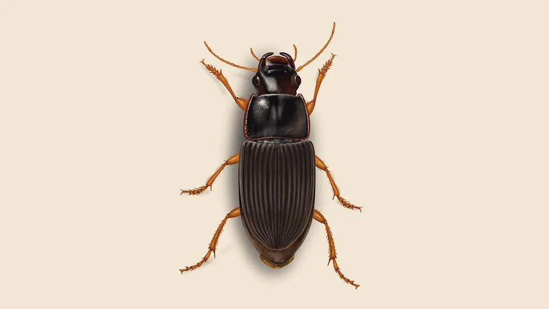 Ground Beetle Illustration