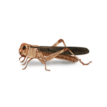 Locusts Exterminator - How To Identify & Get Rid Of Locusts