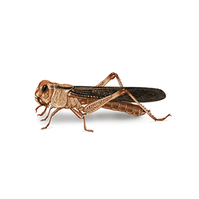 Locust illustration