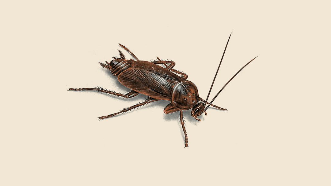 Oriental cockroach illustration