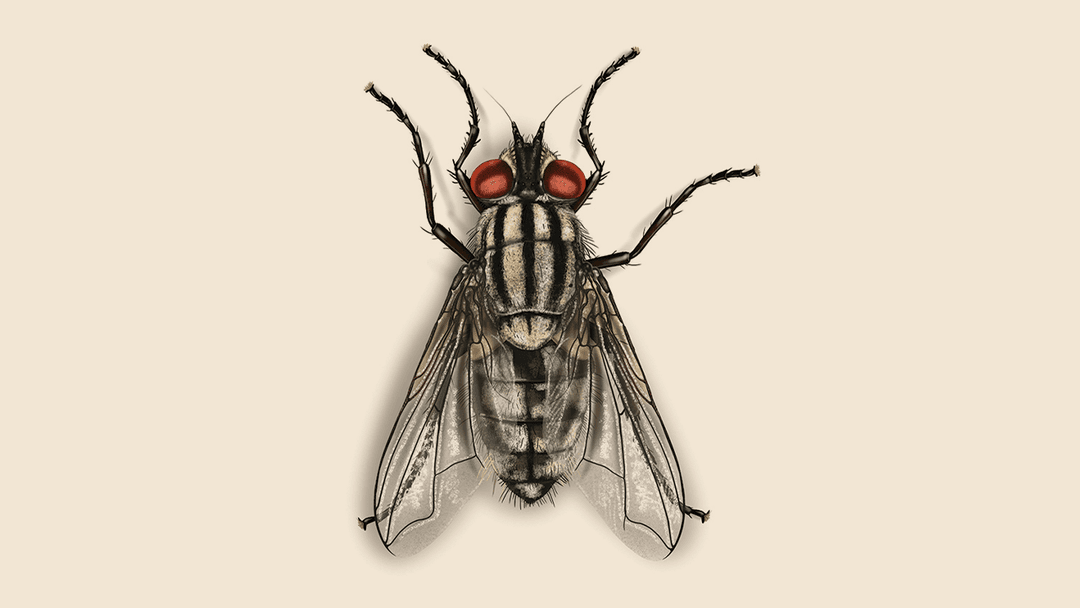 Flesh Fly Illustration