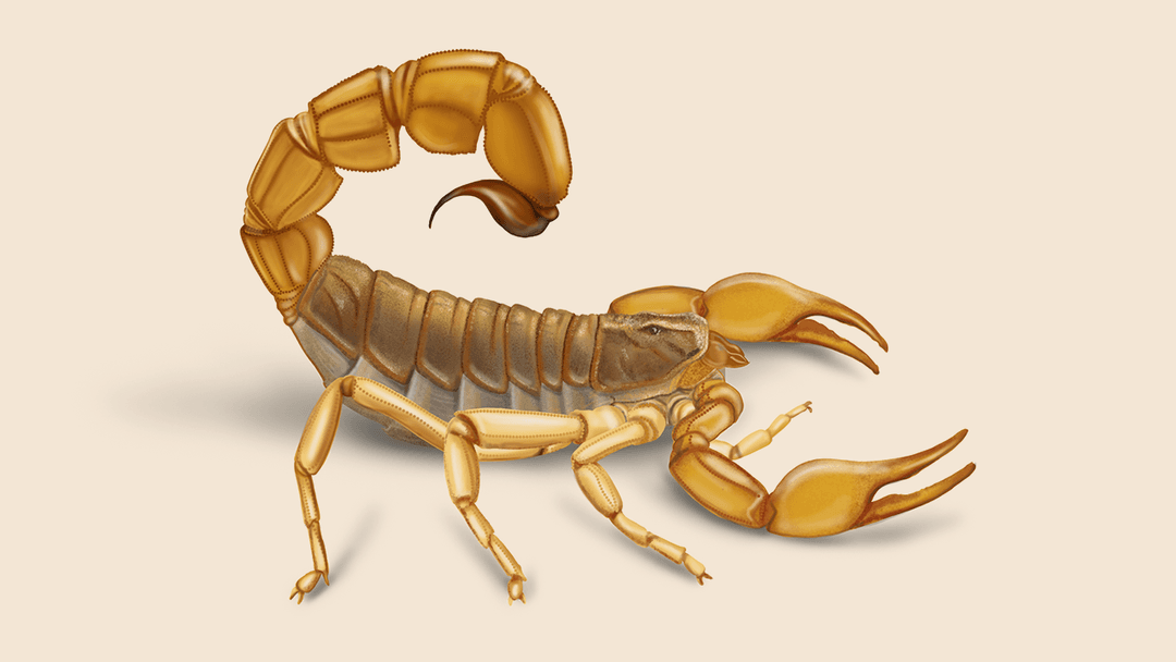 Desert scorpion illustration