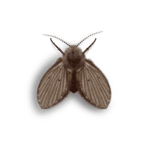 How to Identify Drain Flies | What Causes Drain Flies 