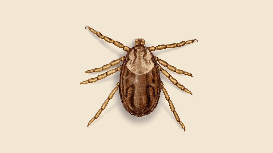 Moose Tick Illustration