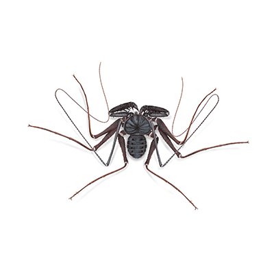 Tailless Whip Scorpion illustration