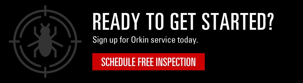 Headline: Ready to get started? Subhead: Sign up for Orkin service today. CTA: Schedule Free Inspection