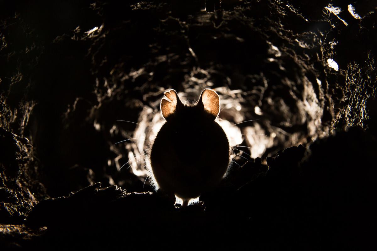 Mouse in Tunnel