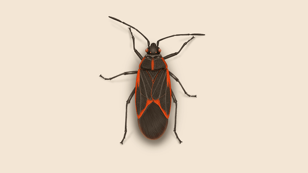 Boxelder bug illustration