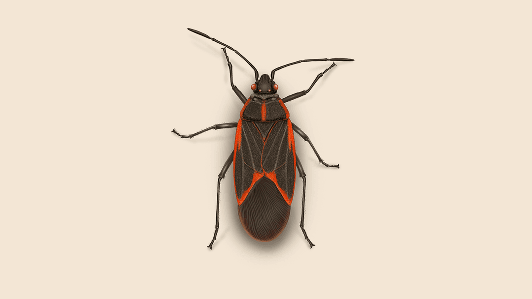 Box elder bug illustration