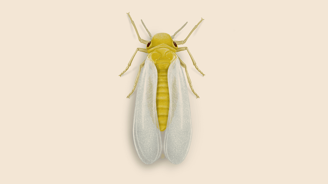 Silverleaf whitefly illustration