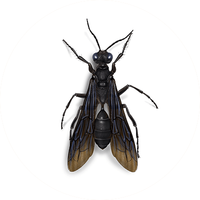Great black wasp illustration
