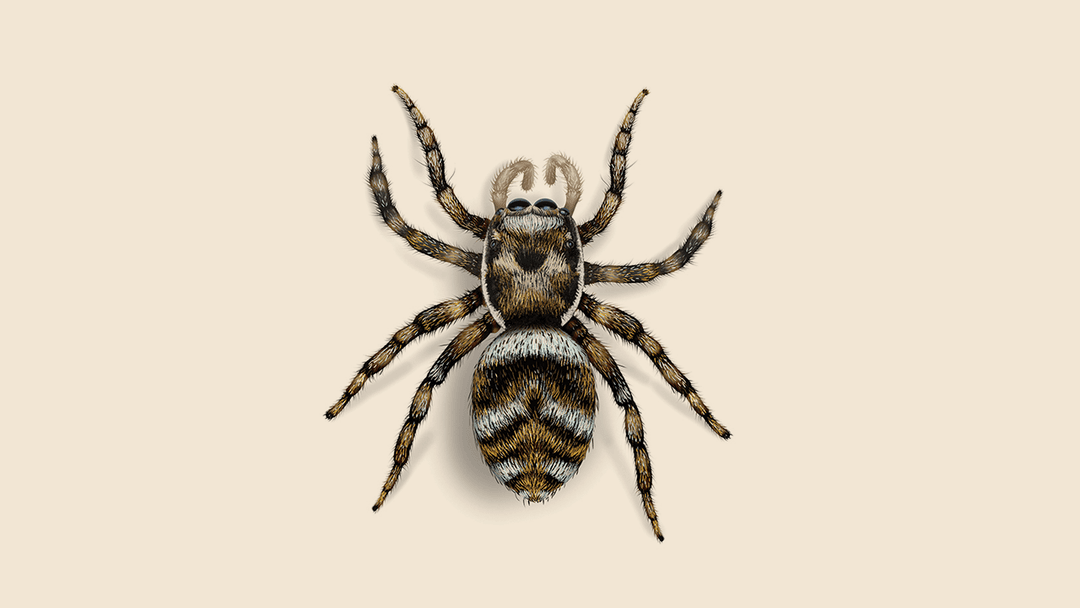Zebra Jumping Spider Illustration.