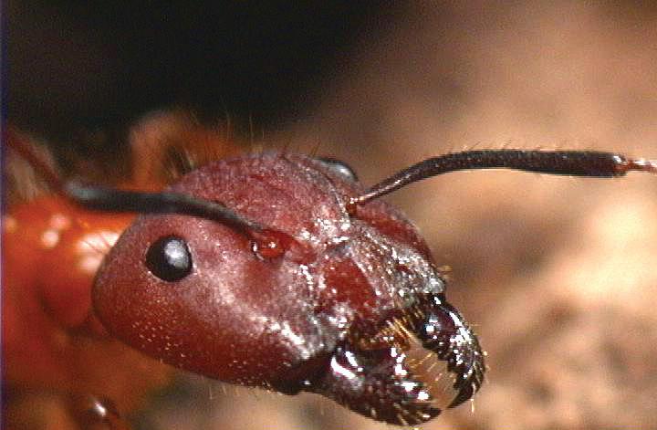 Carpenter Ant Pinchers Close Up
