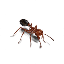 How to ID and Get Rid of Ants | Ant Facts | Orkin