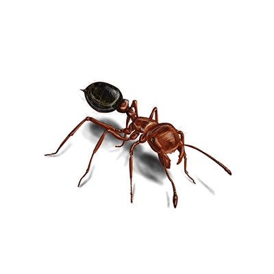 Ant Image