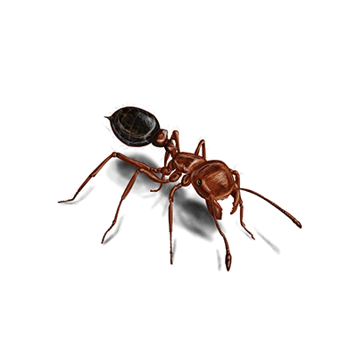 Red fire ant image