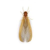 Illustration of Drywood Termite