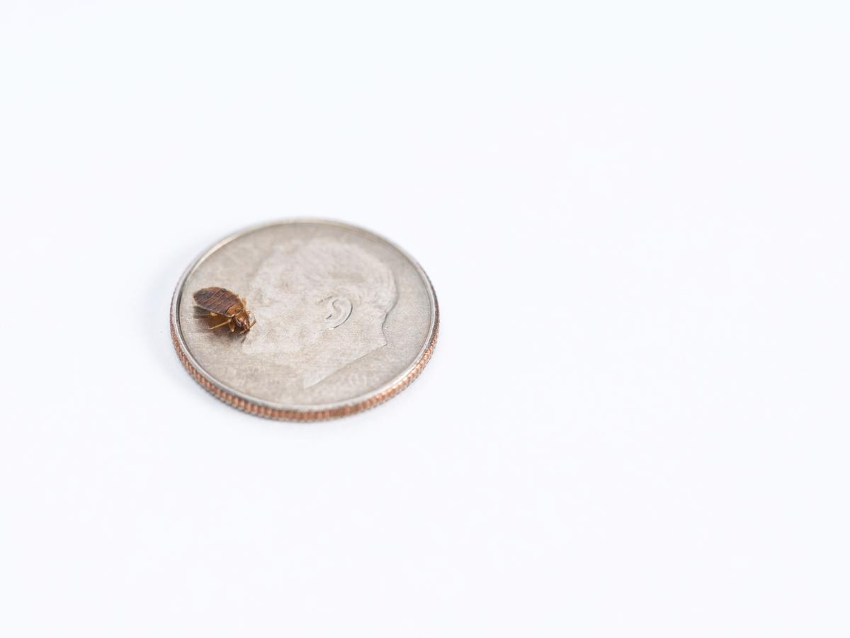 Bed Bug on Coin