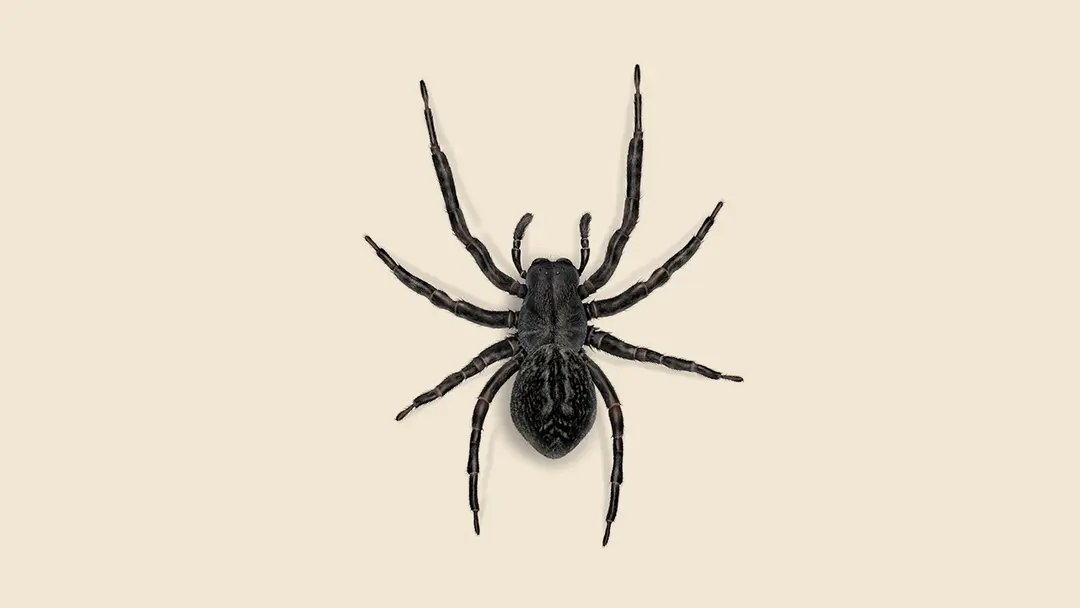 Black House Spider Illustration
