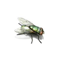 What are Green Bottle Flies? | Identify Green Bottle Flies 