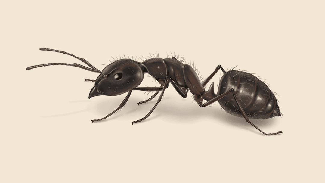 Moisture Ant Illustration