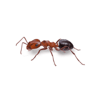 Allegheny Mound Ant Identification | Mound Ant Facts 