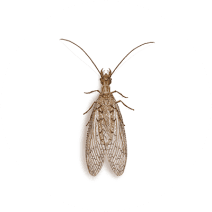 Dobsonflies Exterminator - How To Identify & Get Rid Of Dobsonflies