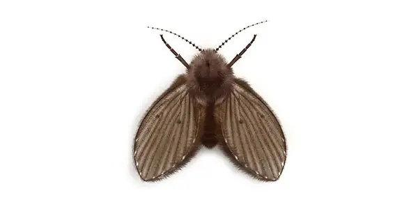 drain fly Illustration
