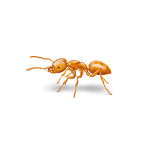 Citronella Ants