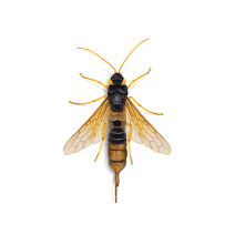 Horntails Exterminator - How To Identify & Get Rid Of Horntails
